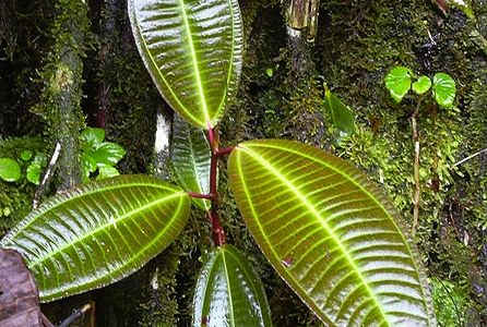Miconia growing in Hawaii