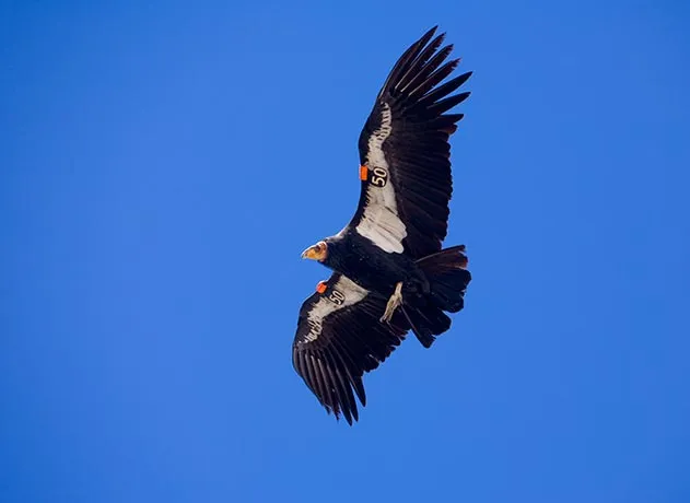 California condor