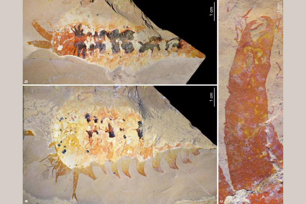 various views of the fossil