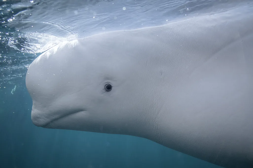 A single beluga whale swimming while looking at the camera