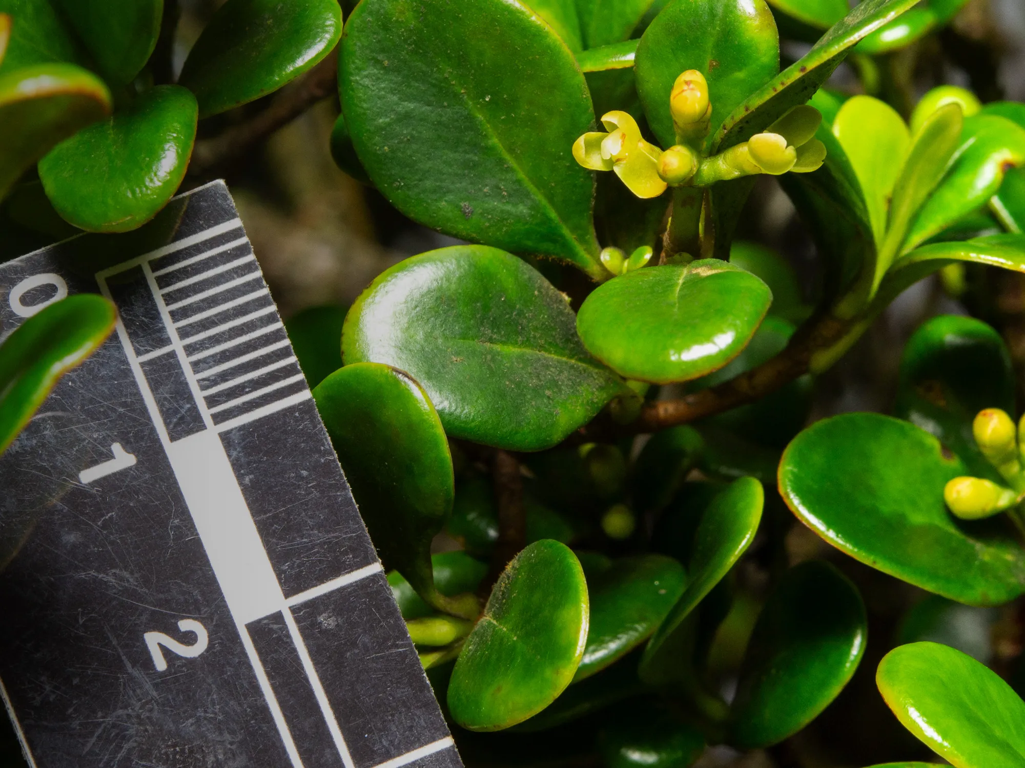 A New, Endemic Tree Species Discovered in an Indigenous Area is Already ...