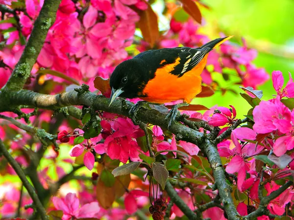 Male Baltimore Oriole With Blossoms thumbnail