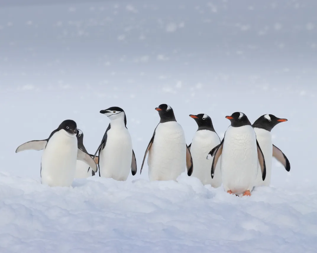 13 - Penguins peacefully hang out in the snow.