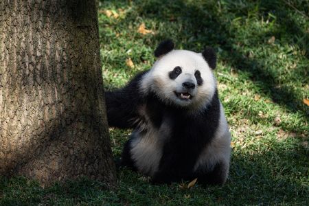 Giant panda Qing Bao investigates a tree in her habitat at the Zoo’s Asia Trail. Keepers take introductions at a slow pace so the animals feel comfortable.