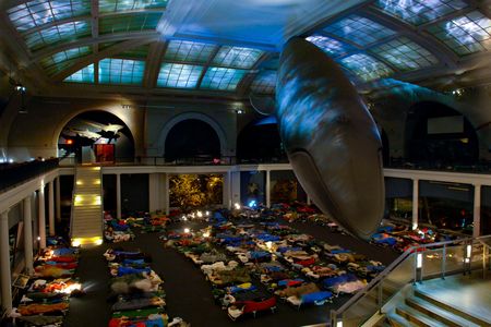 Adults slumber beneath a blue whale at the American Museum of Natural History in New York.