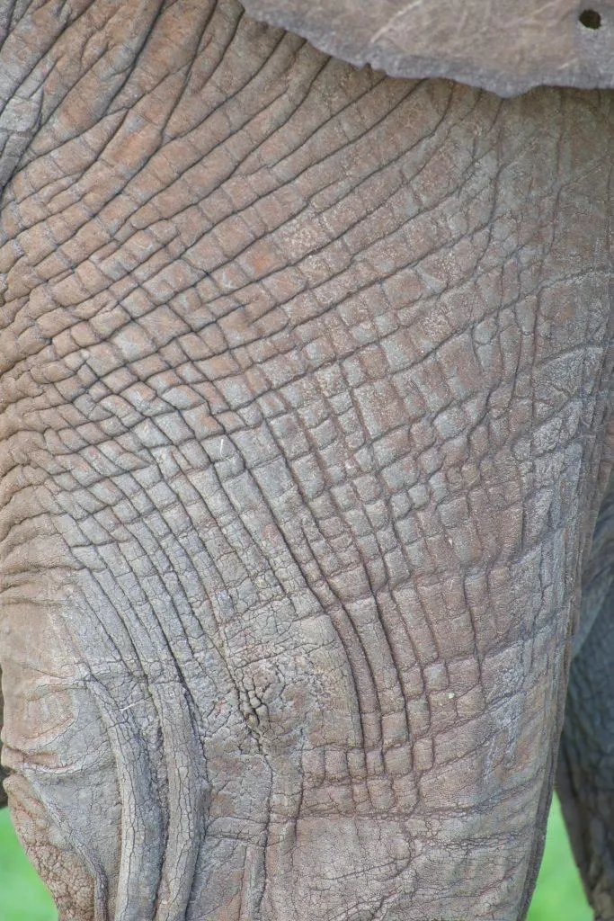 How African Elephants Get Their Wrinkles