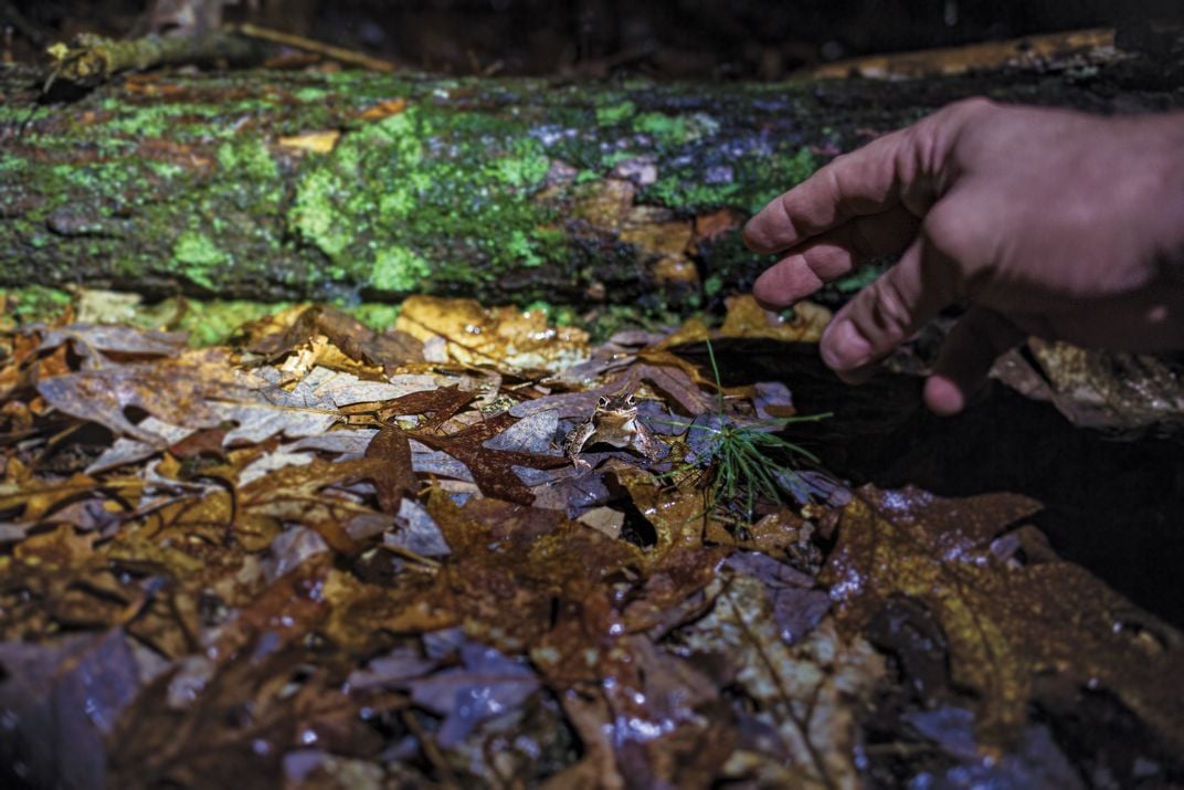 Volunteer extends helping hand to wood frog