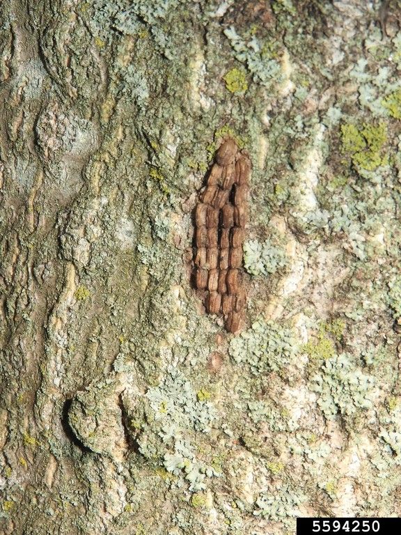 Spotted lanternfly eggs