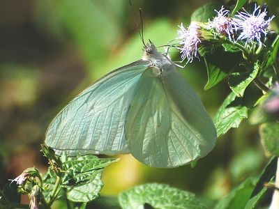 The Florida white is among the butterflies experiencing the most drastic population loss, according to a new study.