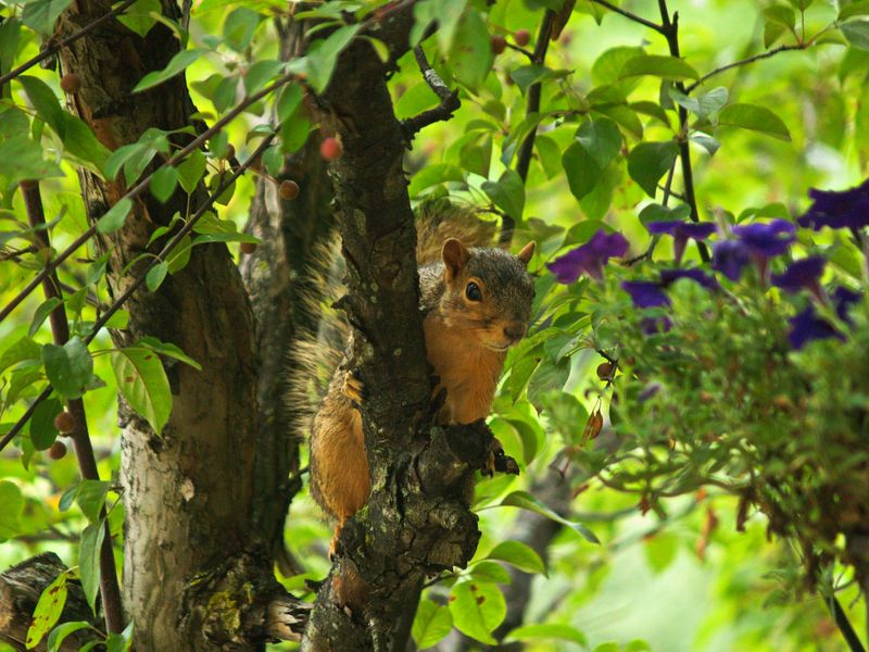 A Fox Squirrel Climbing Up A Branch Smithsonian Photo Contest Smithsonian Magazine