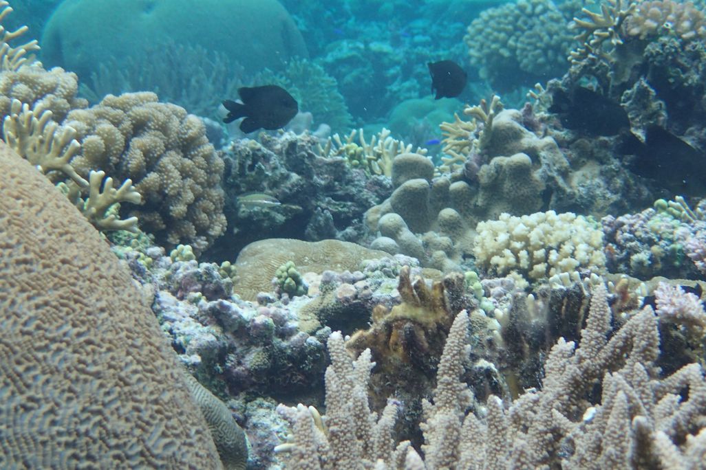 Samoa coral reef