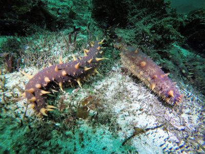 Since commercial harvesting of sea cucumbers began in British Columbia, indigenous people have grown more worried about the long-term sustainability of catching them. 