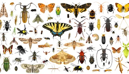 Earth Might Be Home to 20 Million Insect Species—More Than Three Times as Many as Previously Thought, a Study Suggests