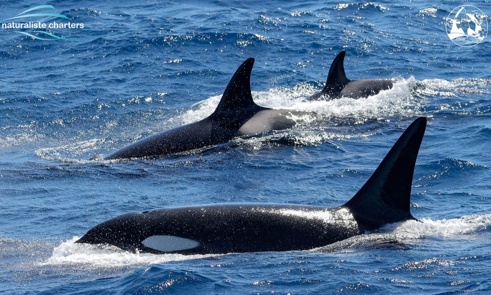 More Than 50 Orcas Hunt and Kill Blue Whale Off Australian Coast | Smart  News| Smithsonian Magazine