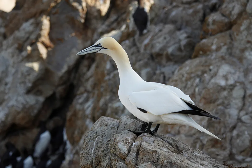 Northern Gannet