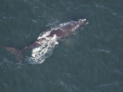 Magnet, one of the endangered North Atlantic right whales returning to their wintering grounds in Georgia and Florida.