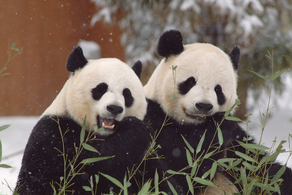Two pandas leaning against each other near some green grass