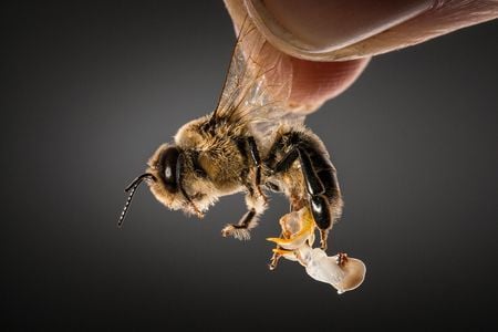 A male bee releasing its seminal fluid at the USDA bee lab in Baton Rouge, Louisiana. The male does not survive the process.