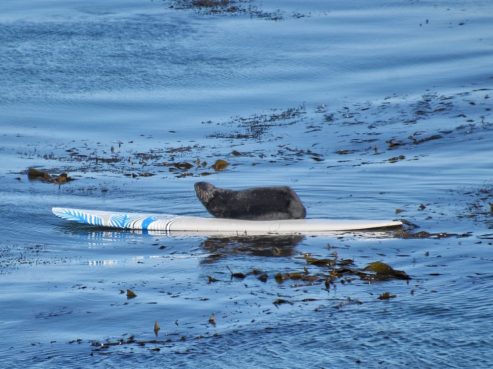 sea otter on surfboard