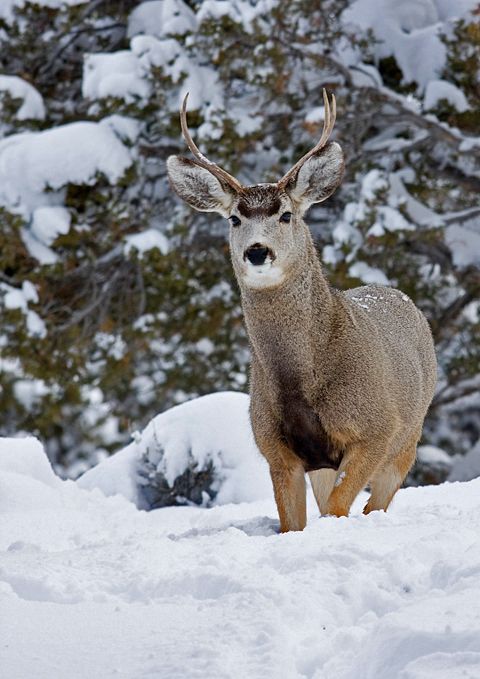 Buck Mule Deer Moving Quietly Through The Snow In Spring Creek Nevada 