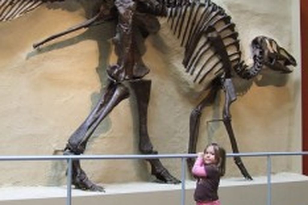 20110520083127hadrosaur-skeleton-child-234x300.jpg