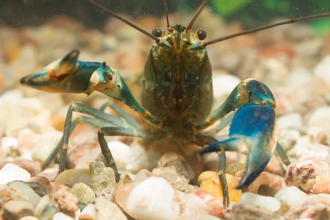 front view of a crawfish raising its blue claw toward the camera
