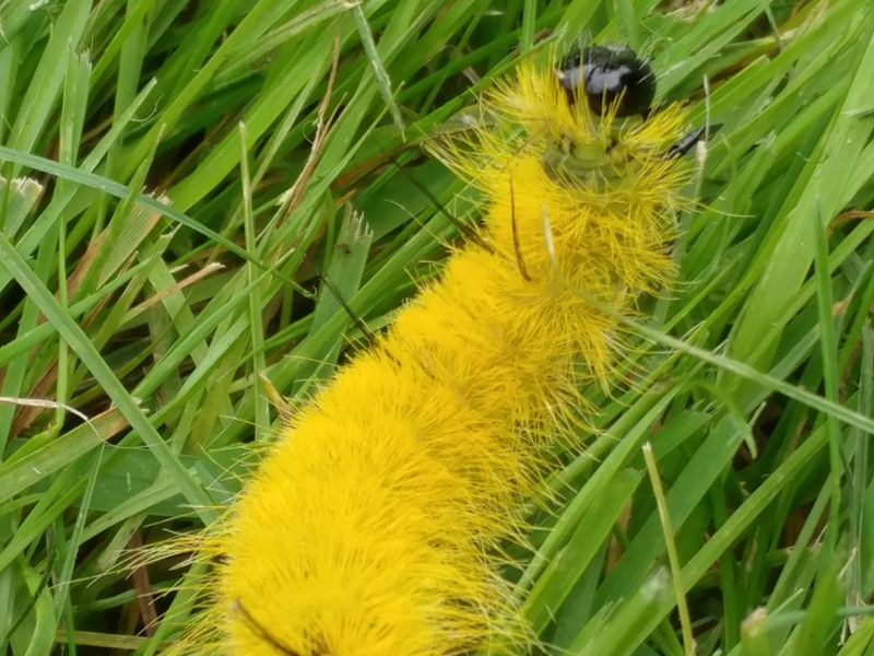 American Dagger Moth Caterpillar Smithsonian Photo Contest Smithsonian Magazine 