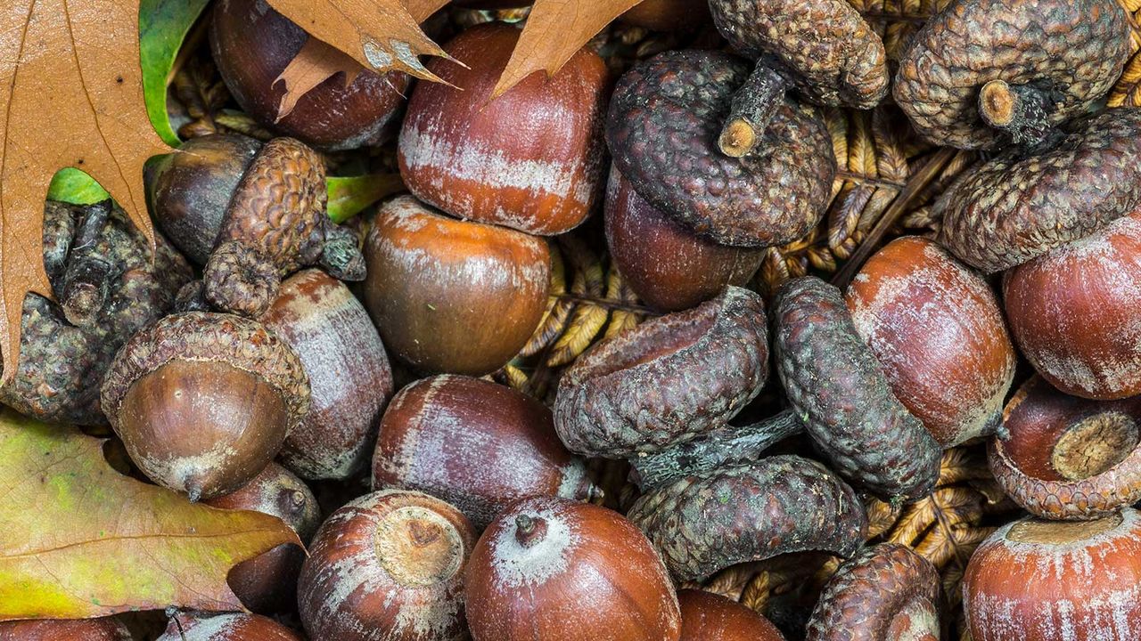 Types Of Tree Seeds