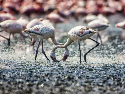 For several decades, flocks of lesser and greater flamingos have returned to a sliver of wetlands on the shoreline of Mumbai, India, increasing the population 13-fold. Their arrival has been a source of pride for local people, but development pressures are threatening the habitat of these feathered residents.