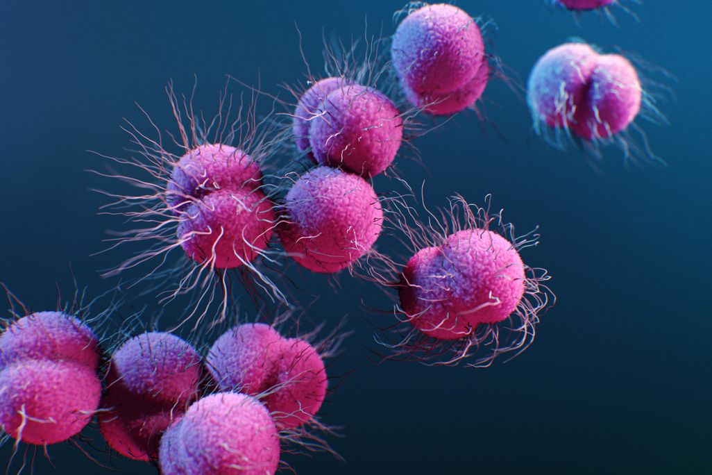 close-up round, pink, hairy bacteria