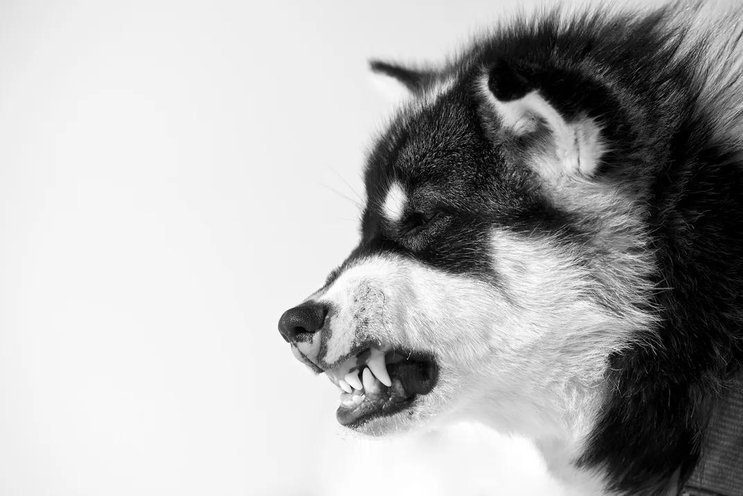 Greenland sled dogs