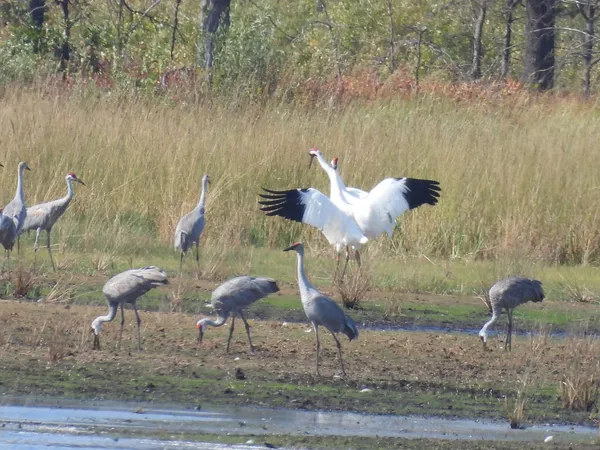 Whooping Crane pair and Sandhill Cranes foraging at Necedah National Wildlife Refuge. thumbnail