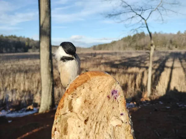 Chickadee on my Sandwich thumbnail