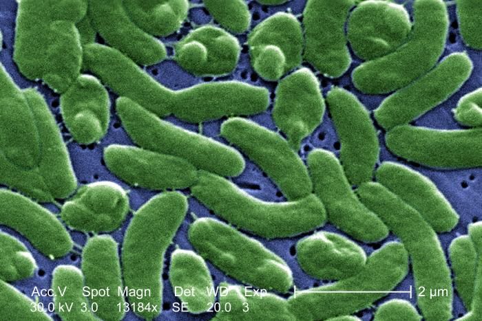 Oblong green microbes