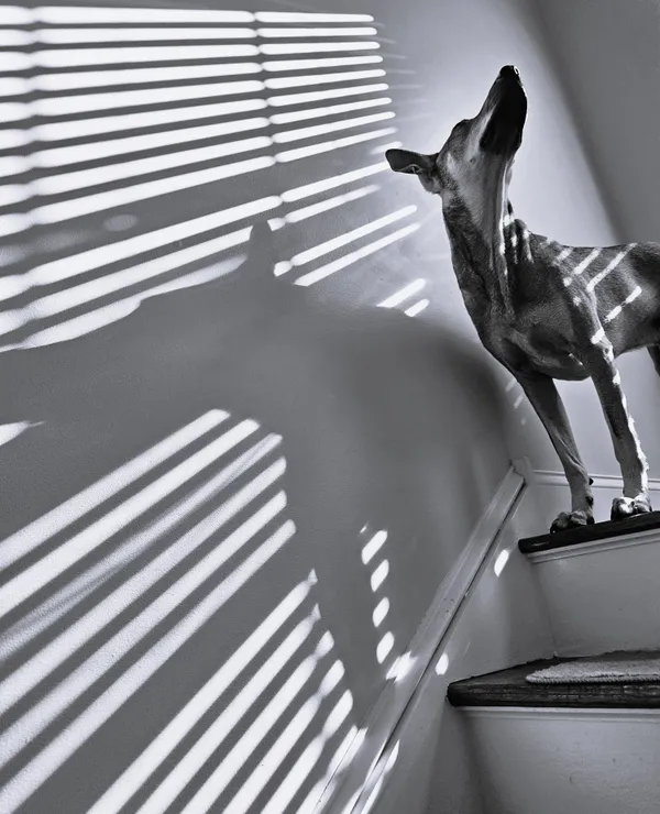 Dog on Stairs thumbnail