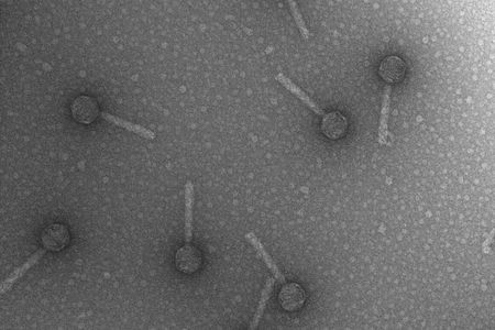 Bacteriophage P2 using Transmission Electron Microscope