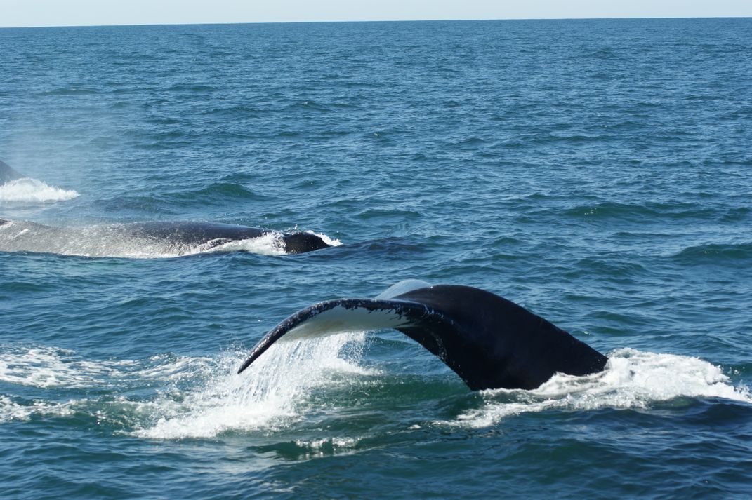 Whale race | Smithsonian Photo Contest | Smithsonian Magazine