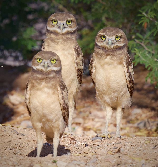 The Three Burrowing Owlets thumbnail