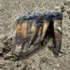 Woman Finds Mastodon Tooth on California Beach icon