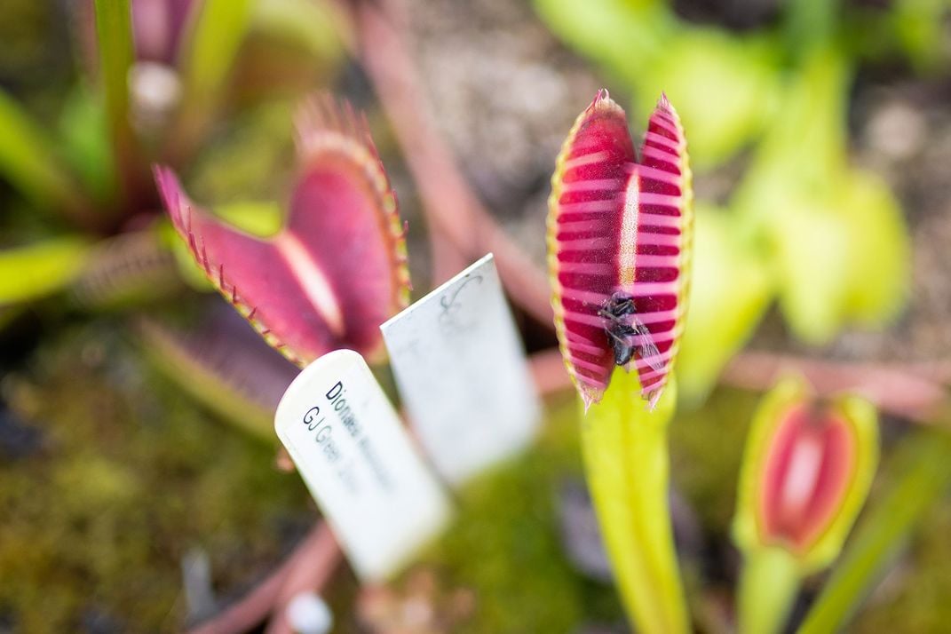 Venus Flytrap