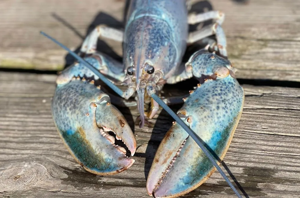 A light blue colored Maine lobster with large front pinchers on a wooden surface