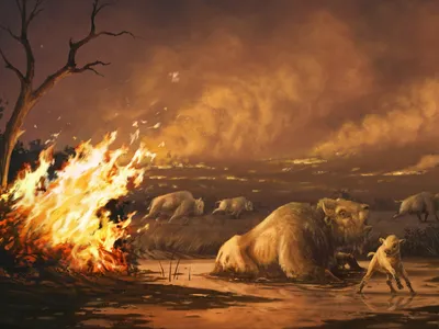 An ancient bison gets stuck in a tar pit as a fire burns nearby in this illustration. A warmer and drier climate could have made Southern California vulnerable to human-caused fires at the time, the new study suggests.