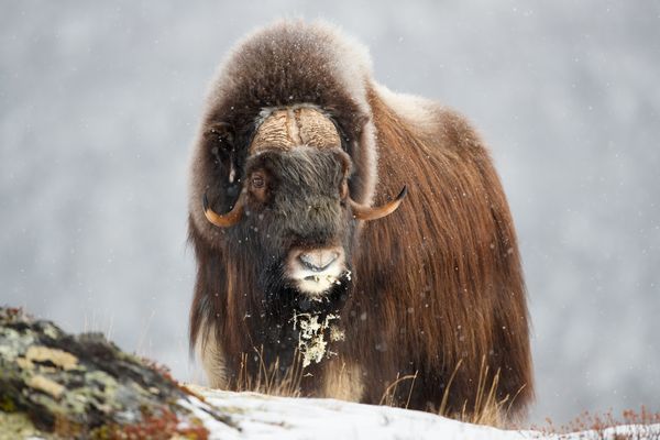 Musk Ox grazing in the snow thumbnail