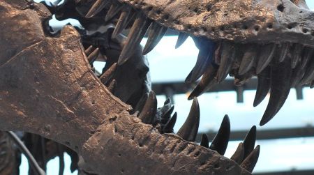 Thomas the T. rex, a lovely reconstruction at the Natural History Museum of Los Angeles.