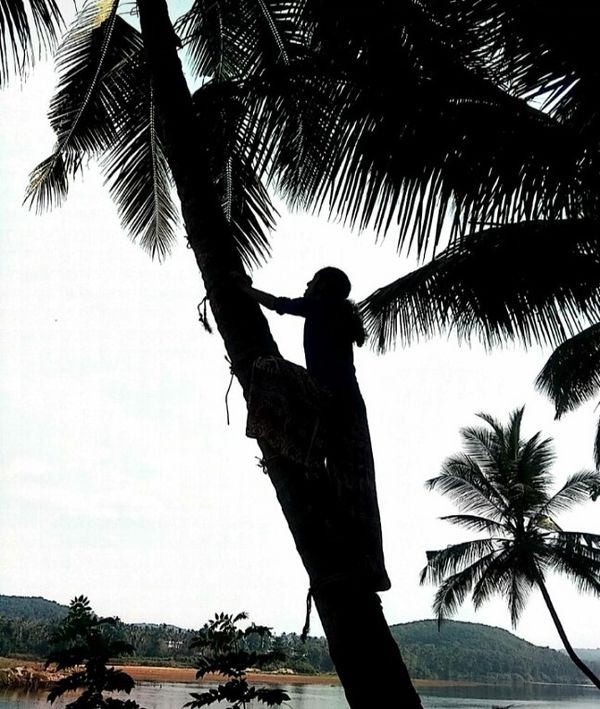 A girl climbing a coconut tree thumbnail