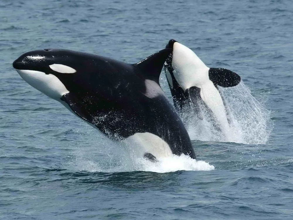 Killerwhales_jumping.jpg