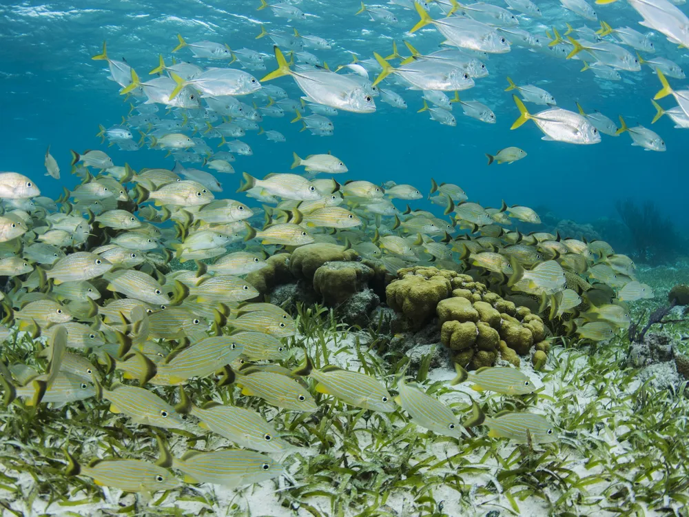 Schools of snappers, grunts and jacks on a seagrass plain at Hol Chan marine reserve, Belize. (Pete Oxford, International League of Conservation Photographers) 

