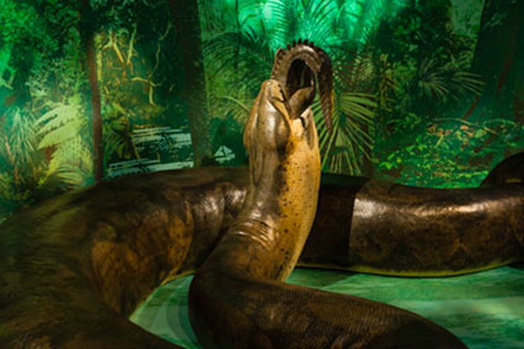 The model of Titanoboa will be on view at the Natural History museum starting tomorrow.