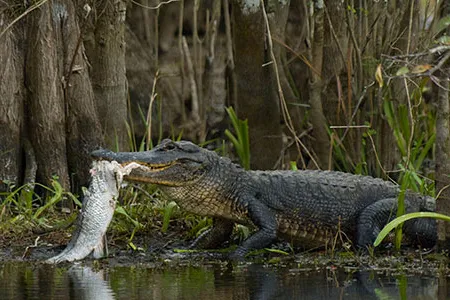 Perhaps the weirdest and most intimidating creature in this spectacularly otherworldly place is the American alligator.