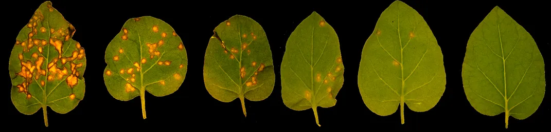 Progression of tobacco mosaic disease